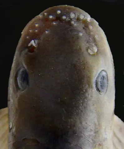 Garra arupi