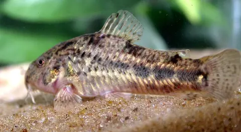 Hoplisoma gladysae