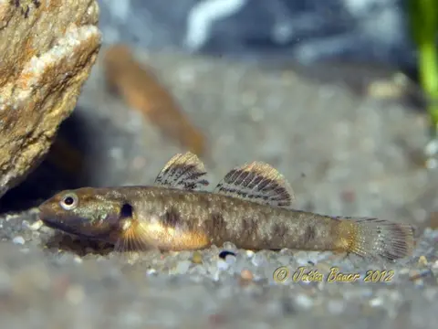 Rhinogobius zhoui