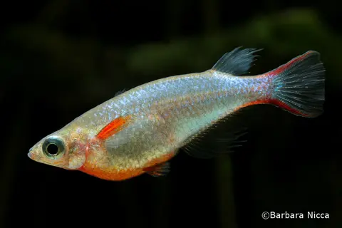 Oryzias woworae