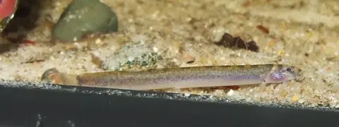 椒潘鳅