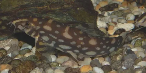 Botia kubotai