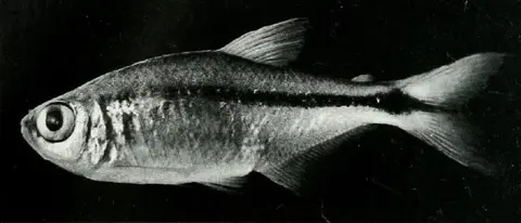 Hyphessobrycon auca
