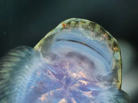 Gastromyzon scitulus