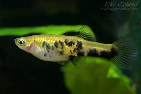 尾斑吉拉德食蚊鱼