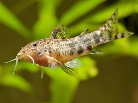 Aspidoras taurus