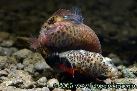 似鳢搏鱼
