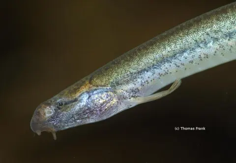 Pangio anguillaris
