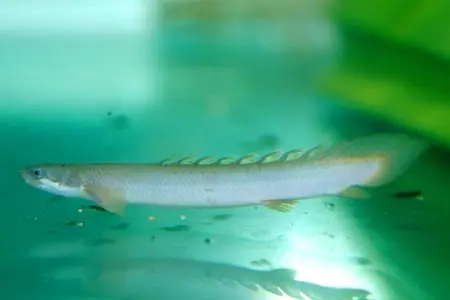 金恐龙