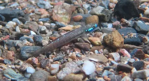 Stiphodon alcedo
