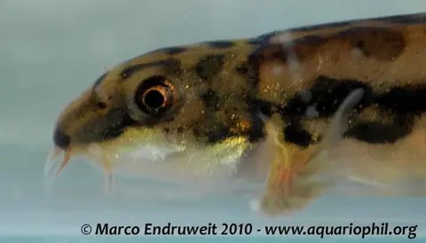 Schistura kloetzliae
