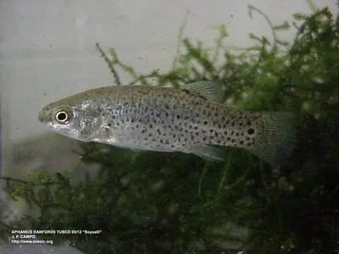 Anatolichthys danfordii