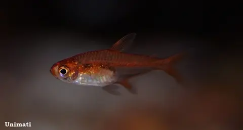 爱魮脂鲤