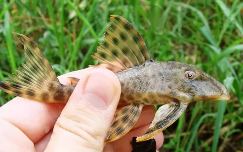 Peckoltia oligospila