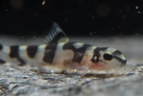 Sewellia sp. 'SEW01'