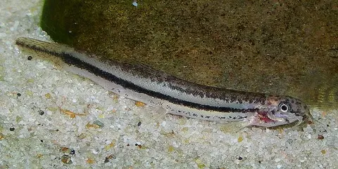 Lepidocephalichthys sp. 'LE2'