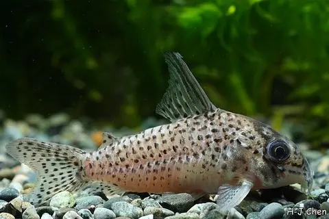 Hoplisoma kanei