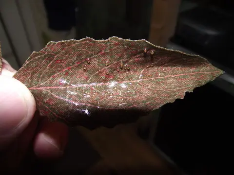 纳氏翘嘴脂鲤