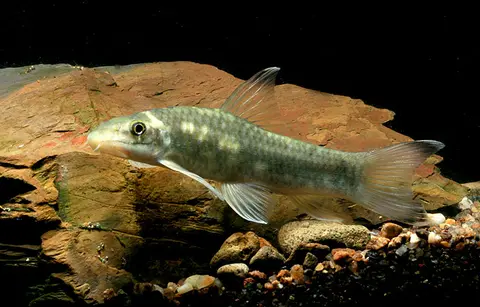 Garra rakhinica