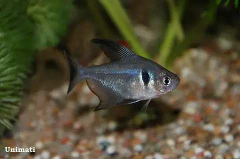 黑鳍多齿脂鲤