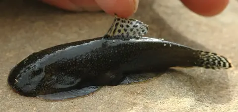 Gastromyzon aeroides