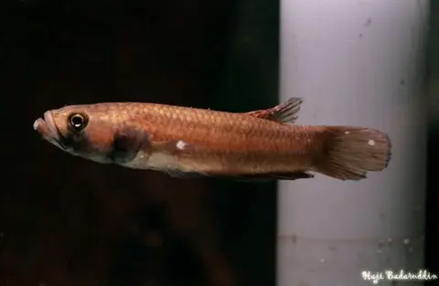 大口抟鱼