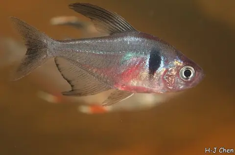 黑鳍多齿脂鲤