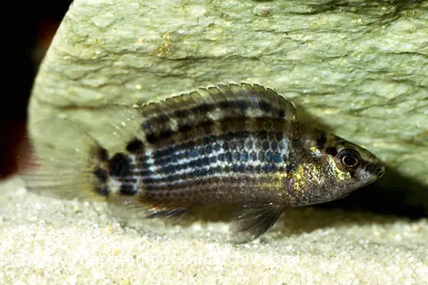 Badis ruber