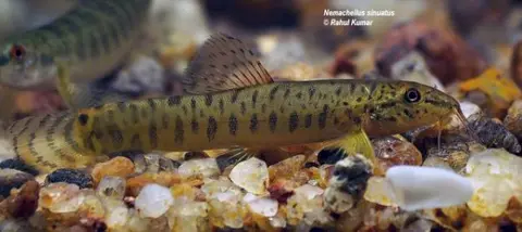 Acanthocobitis sinuata