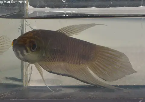 Betta pi