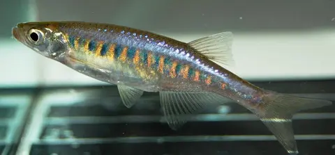 紫金非鲤