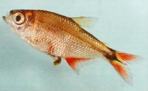 Hyphessobrycon auca