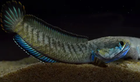 缘鳢