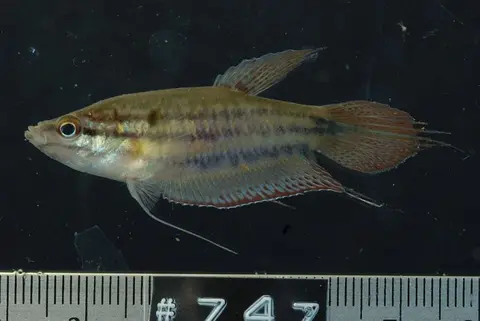 条纹短攀鲈