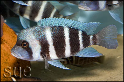 Cyphotilapia gibberosa