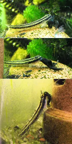 西豪氏枝牙鰕虎鱼
