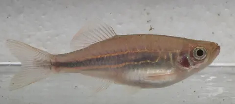 Devario acrostomus