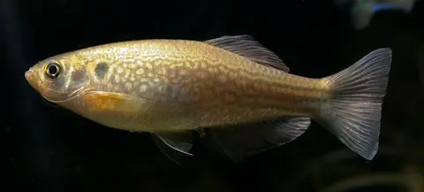 Danio dangila