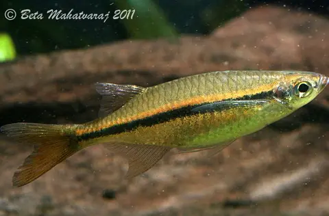 Laubuka fasciata