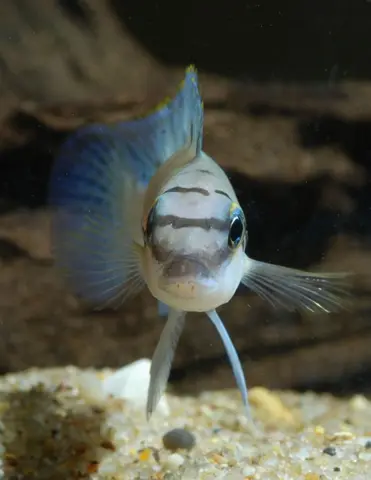 Chalinochromis sp. 'ndobhoi'