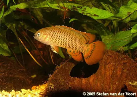 Badis corycaeus
