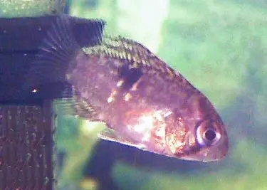 Cleithracara maronii