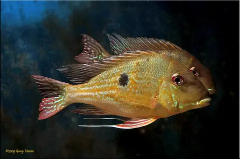 Geophagus dicrozoster