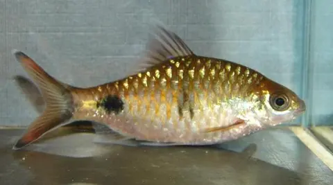 Dawkinsia assimilis