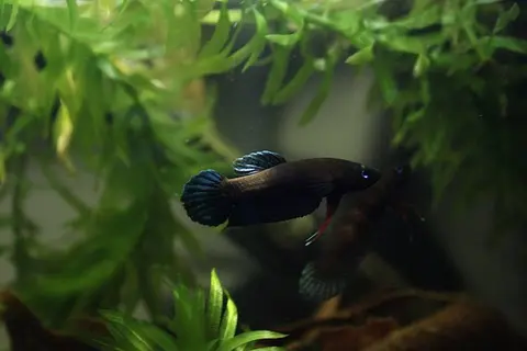 红鳍抟鱼
