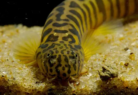 Schistura sp. 4