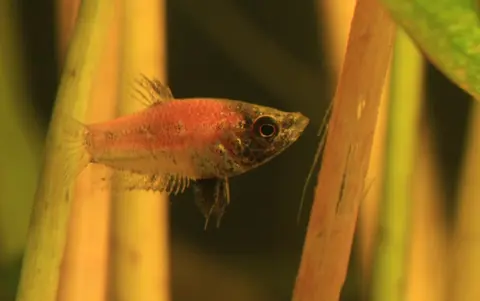 Parasphaerichthys lineatus