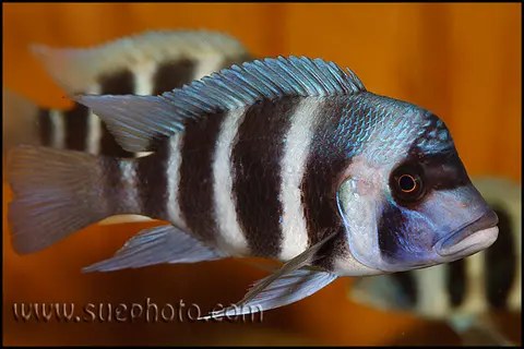Cyphotilapia gibberosa