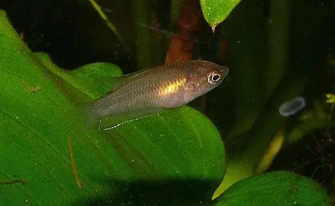 Macropodus spechti