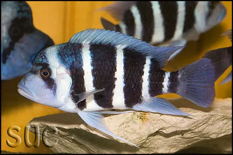 Cyphotilapia gibberosa